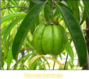 Garcinia Cambogia