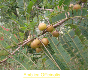 Emblica Officinalis