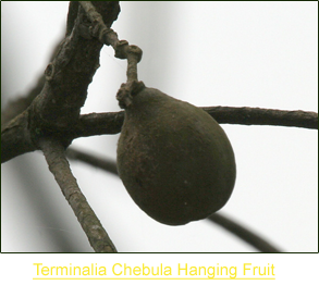 Terminalia