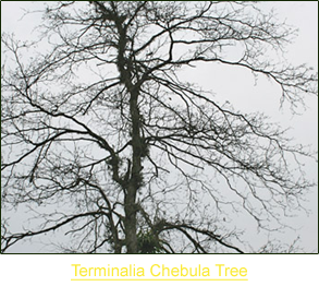 Terminalia